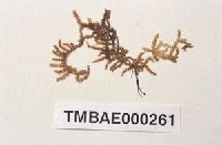 藏品(白苔)的圖片